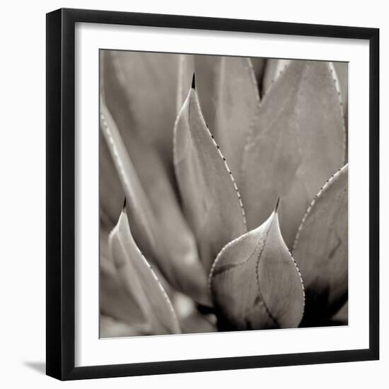 Florison #49-Alan Blaustein-Framed Photographic Print