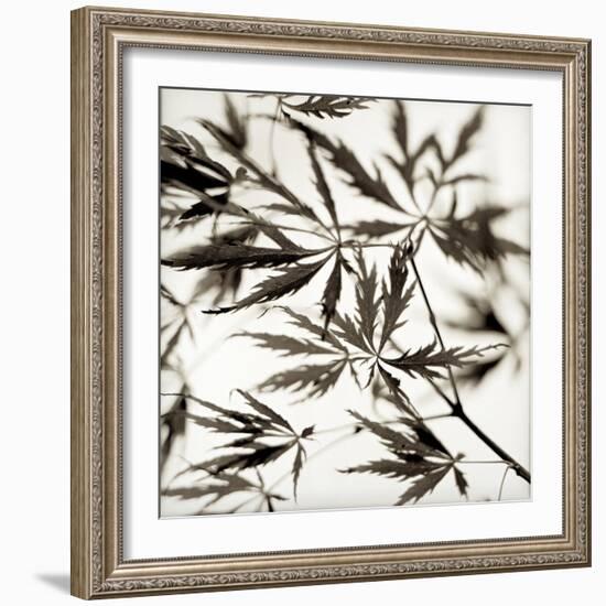 Florison 50-Alan Blaustein-Framed Photographic Print