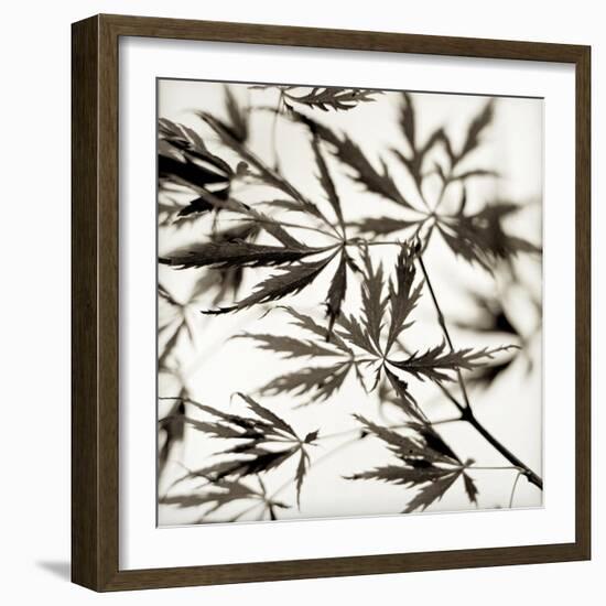 Florison 50-Alan Blaustein-Framed Photographic Print