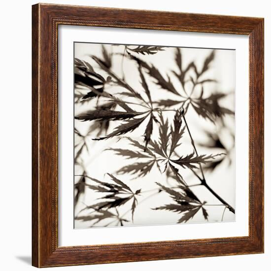 Florison #50-Alan Blaustein-Framed Photographic Print