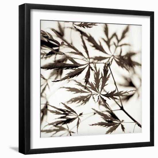 Florison #50-Alan Blaustein-Framed Photographic Print