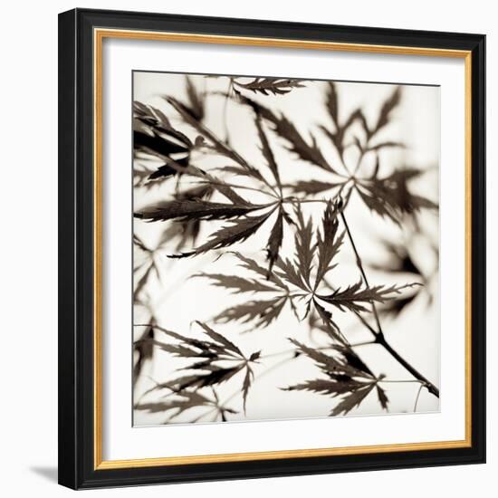 Florison #50-Alan Blaustein-Framed Photographic Print