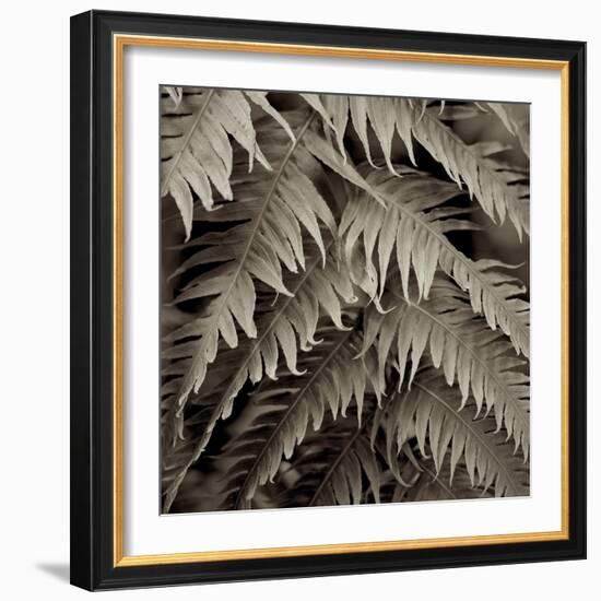 Florison 51-Alan Blaustein-Framed Photographic Print