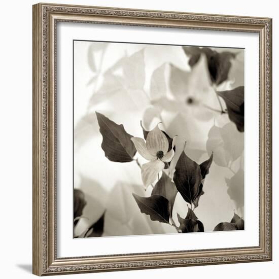 Florison 54-Alan Blaustein-Framed Photographic Print