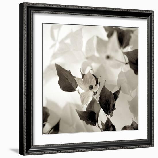 Florison 54-Alan Blaustein-Framed Photographic Print