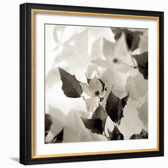 Florison 54-Alan Blaustein-Framed Photographic Print