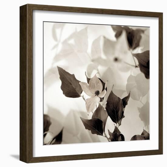 Florison #54-Alan Blaustein-Framed Photographic Print