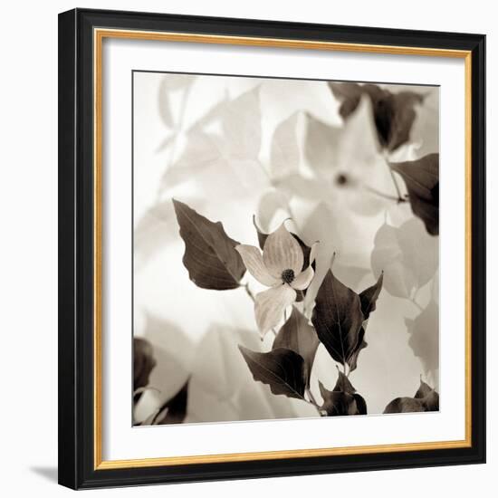 Florison #54-Alan Blaustein-Framed Photographic Print