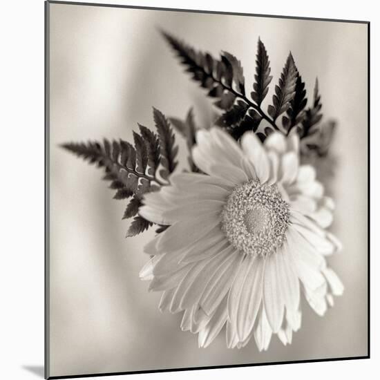 Florison #60-Alan Blaustein-Mounted Photographic Print