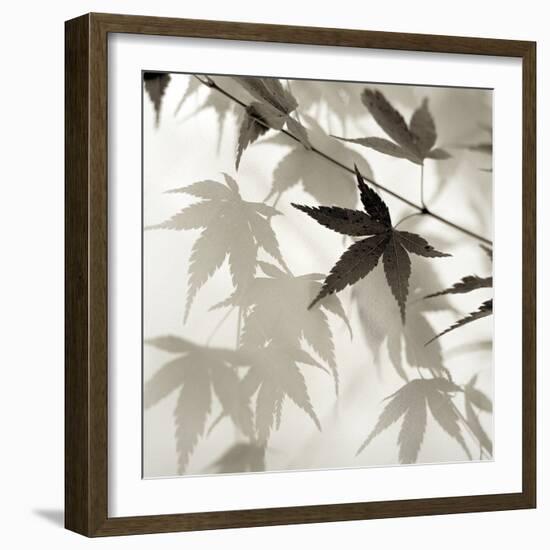 Florison 62-Alan Blaustein-Framed Photographic Print