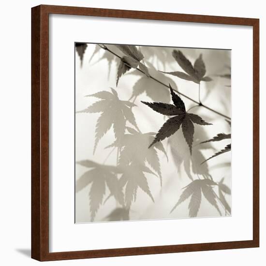 Florison 62-Alan Blaustein-Framed Photographic Print