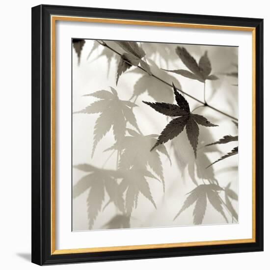 Florison 62-Alan Blaustein-Framed Photographic Print