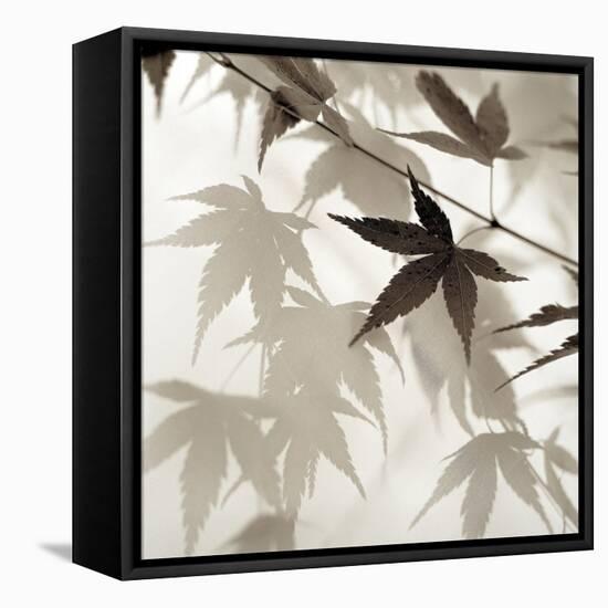 Florison #62-Alan Blaustein-Framed Stretched Canvas