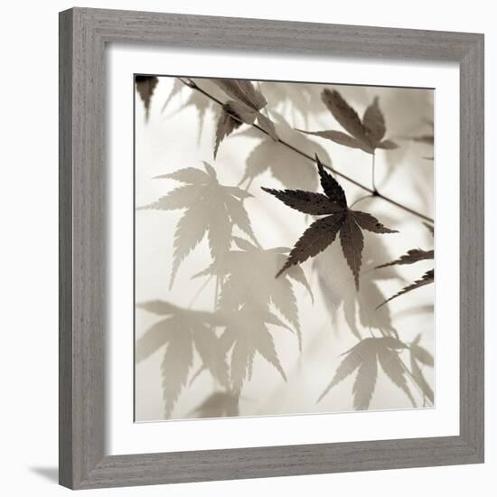 Florison #62-Alan Blaustein-Framed Photographic Print