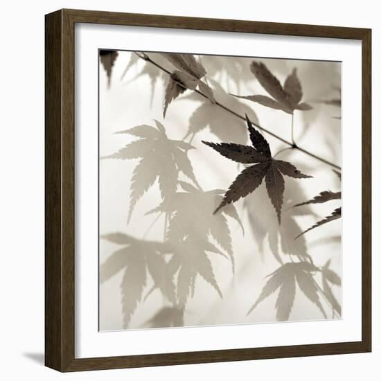 Florison #62-Alan Blaustein-Framed Photographic Print