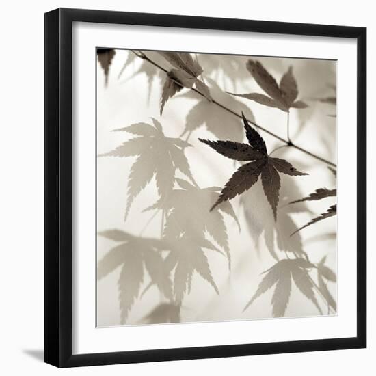 Florison #62-Alan Blaustein-Framed Photographic Print