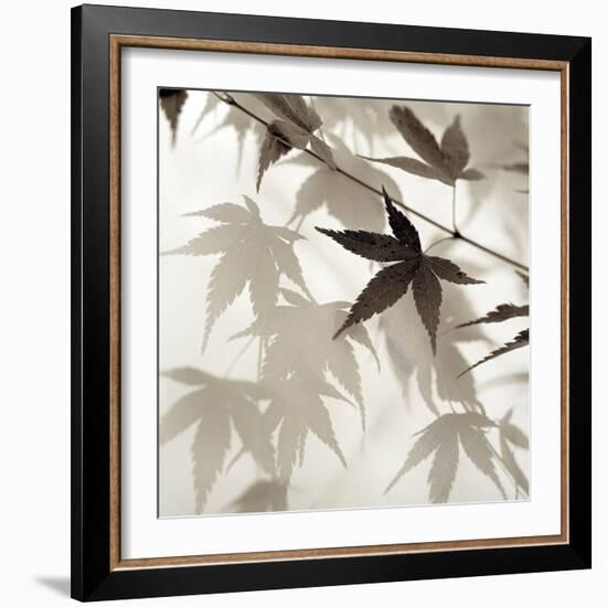 Florison #62-Alan Blaustein-Framed Photographic Print