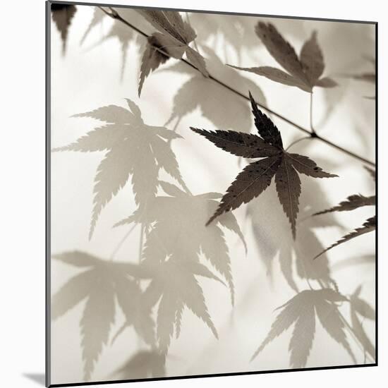 Florison #62-Alan Blaustein-Mounted Photographic Print