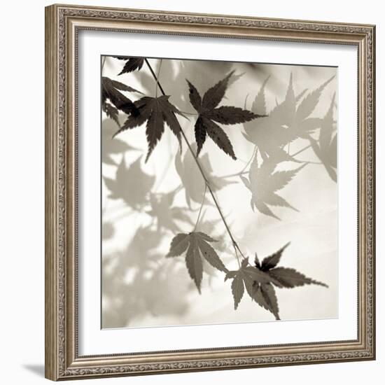 Florison 63-Alan Blaustein-Framed Photographic Print