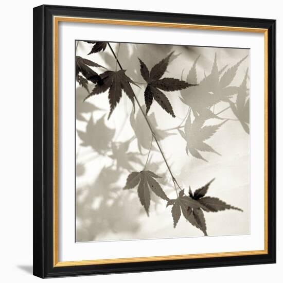 Florison 63-Alan Blaustein-Framed Photographic Print