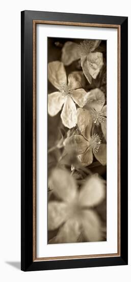 Florison 69-Alan Blaustein-Framed Photographic Print