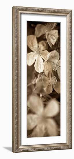 Florison #69-Alan Blaustein-Framed Photographic Print