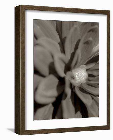 Florison #6-Alan Blaustein-Framed Photographic Print