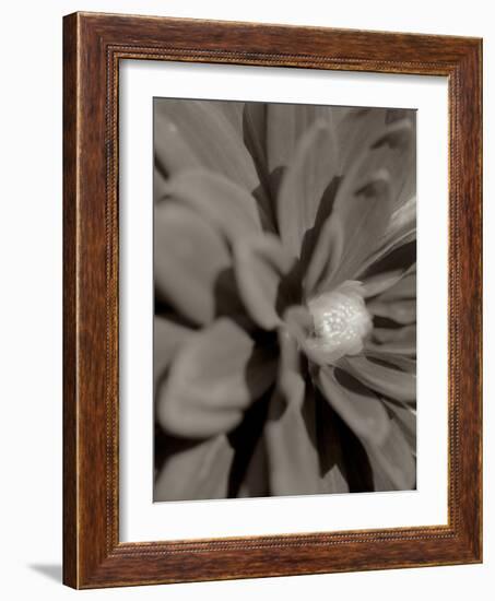 Florison #6-Alan Blaustein-Framed Photographic Print