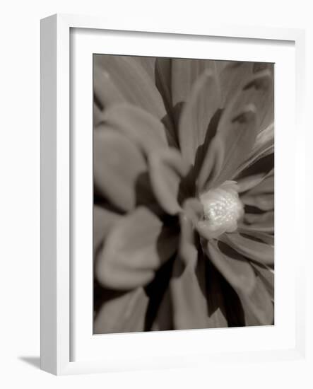 Florison #6-Alan Blaustein-Framed Photographic Print