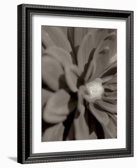 Florison #6-Alan Blaustein-Framed Photographic Print