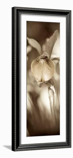 Florison #73-Alan Blaustein-Framed Photographic Print