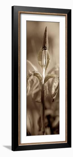 Florison #74-Alan Blaustein-Framed Photographic Print