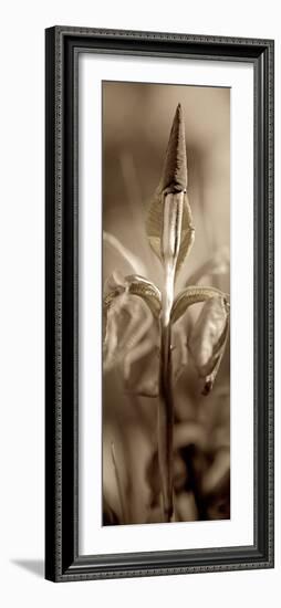 Florison #74-Alan Blaustein-Framed Photographic Print