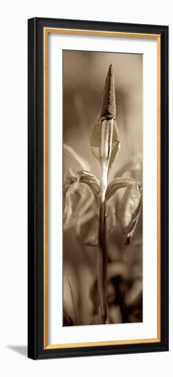 Florison #74-Alan Blaustein-Framed Photographic Print