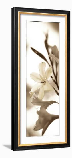 Florison #76-Alan Blaustein-Framed Photographic Print