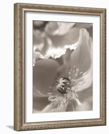 Florison #7-Alan Blaustein-Framed Photographic Print