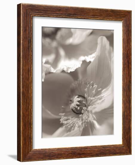 Florison #7-Alan Blaustein-Framed Photographic Print