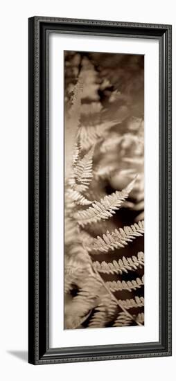 Florison #80-Alan Blaustein-Framed Photographic Print