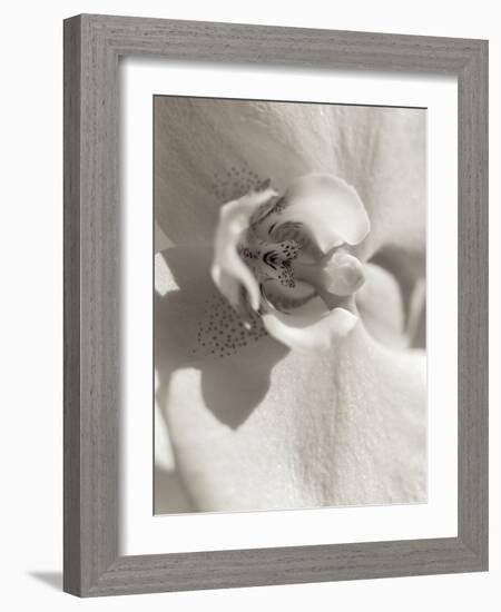 Florison #8-Alan Blaustein-Framed Photographic Print