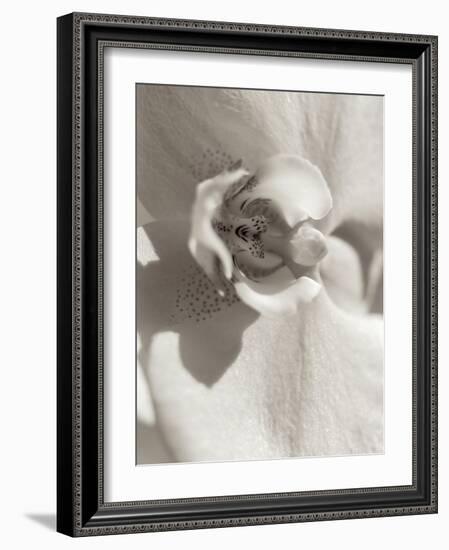 Florison #8-Alan Blaustein-Framed Photographic Print