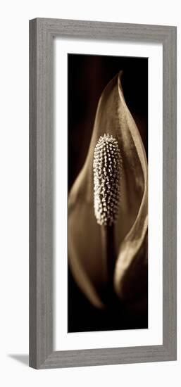 Florison #95-Alan Blaustein-Framed Photographic Print