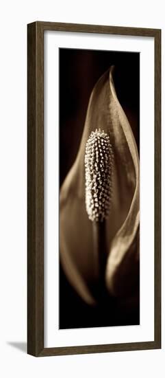 Florison #95-Alan Blaustein-Framed Photographic Print