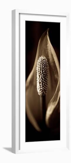 Florison #95-Alan Blaustein-Framed Photographic Print