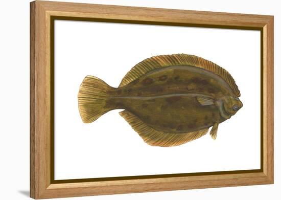 Flounder (Pseudopleuronectes Americanus), Fishes-Encyclopaedia Britannica-Framed Stretched Canvas