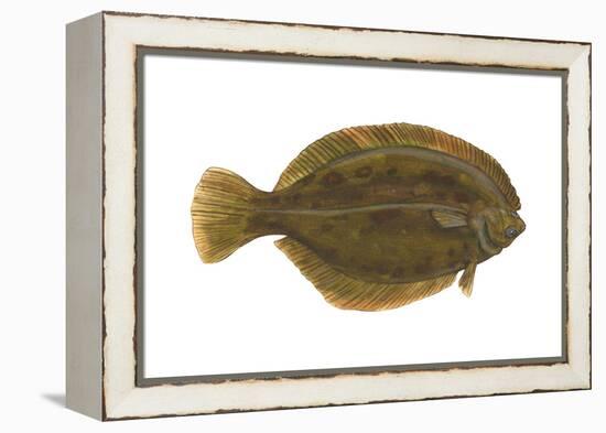 Flounder (Pseudopleuronectes Americanus), Fishes-Encyclopaedia Britannica-Framed Stretched Canvas