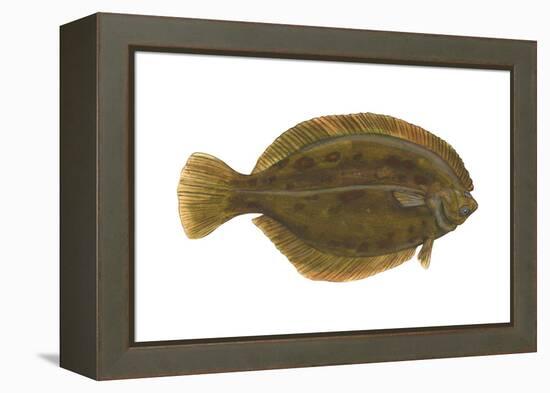 Flounder (Pseudopleuronectes Americanus), Fishes-Encyclopaedia Britannica-Framed Stretched Canvas