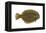 Flounder (Pseudopleuronectes Americanus), Fishes-Encyclopaedia Britannica-Framed Stretched Canvas