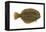 Flounder (Pseudopleuronectes Americanus), Fishes-Encyclopaedia Britannica-Framed Stretched Canvas