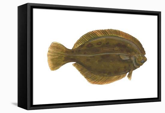 Flounder (Pseudopleuronectes Americanus), Fishes-Encyclopaedia Britannica-Framed Stretched Canvas