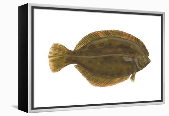 Flounder (Pseudopleuronectes Americanus), Fishes-Encyclopaedia Britannica-Framed Stretched Canvas